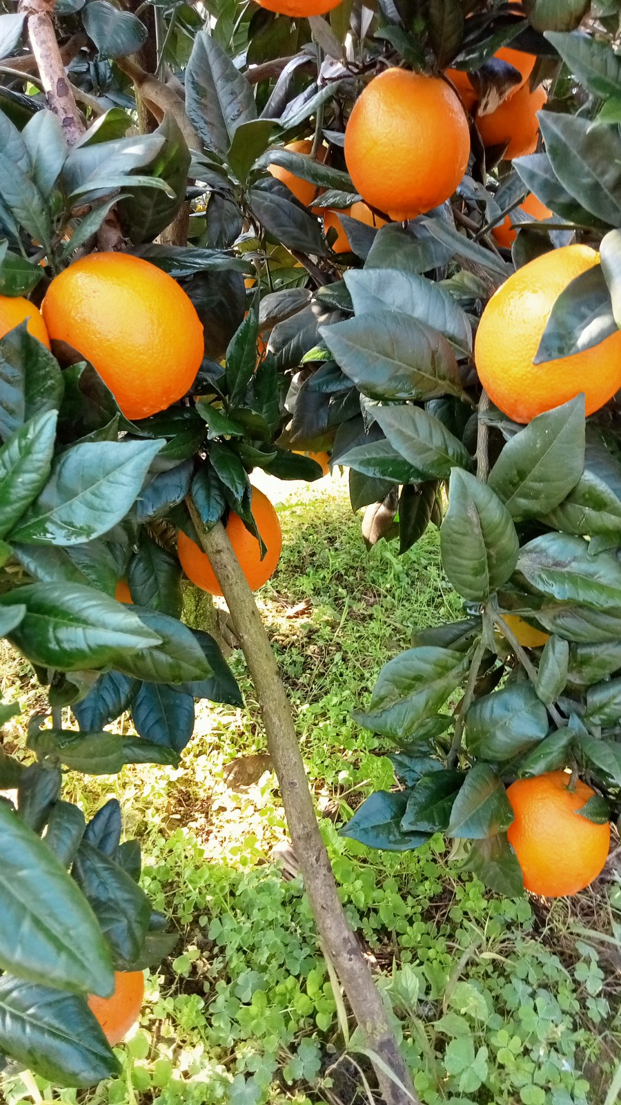 COTV全球直播-上海唐情文化传媒有限公司专业从事文化艺术交流活动的策划、公关、礼仪、模特及演出的经纪和文化艺术策划;销售“品汁鲜果”品牌橙子,源自高山,阳光充足;橙甜度高,品质细嫩,欢迎大家光临! COTV全球直播-上海唐情文化传媒有限公司专业从事文化艺术交流活动的策划、公关、礼仪、模特及演出的经纪和文化艺术策划;销售“品汁鲜果”品牌橙子,源自高山,阳光充足;橙甜度高,品质细嫩,欢迎大家光临!