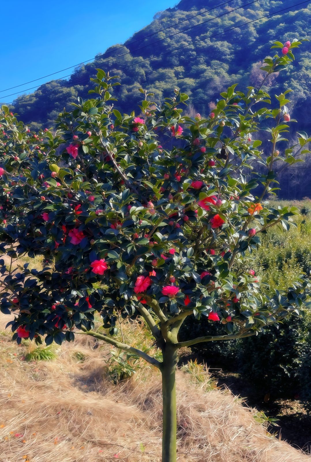 COTV全球直播-嵊州“大道之剪”张卫东专业栽培茶梅树、红枫村、红梅树等园林景观、盆景花卉等产品，及“大道之剪”上门提供各种园林景点花木的修剪和养护等服务，欢迎大家光临！