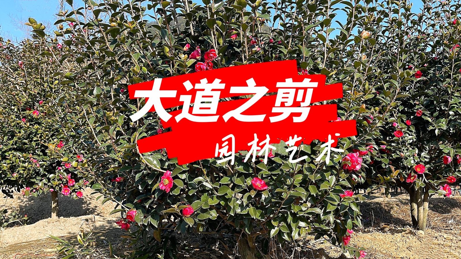 COTV全球直播-嵊州“大道之剪”张卫东专业栽培茶梅树、红枫村、红梅树等园林景观、盆景花卉等产品，及“大道之剪”上门提供各种园林景点花木的修剪和养护等服务，欢迎大家光临！