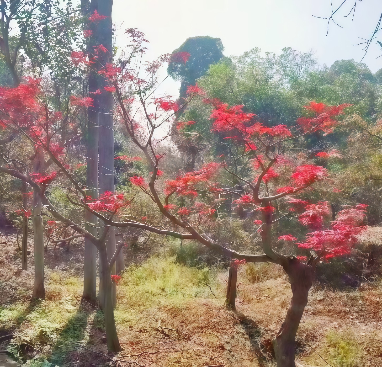 COTV全球直播-嵊州“大道之剪”张卫东专业栽培茶梅树、红枫村、红梅树等园林景观、盆景花卉等产品，及“大道之剪”上门提供各种园林景点花木的修剪和养护等服务，欢迎大家光临！