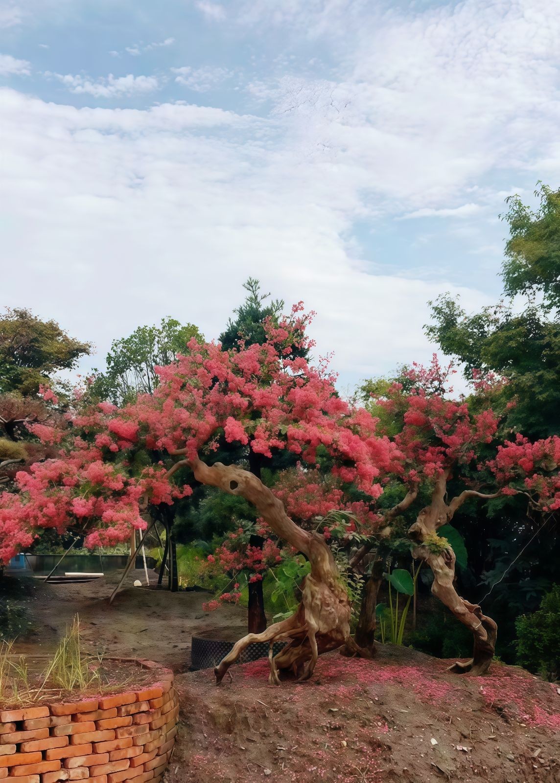 COTV全球直播-嵊州“大道之剪”张卫东专业栽培茶梅树、红枫村、红梅树等园林景观、盆景花卉等产品，及“大道之剪”上门提供各种园林景点花木的修剪和养护等服务，欢迎大家光临！