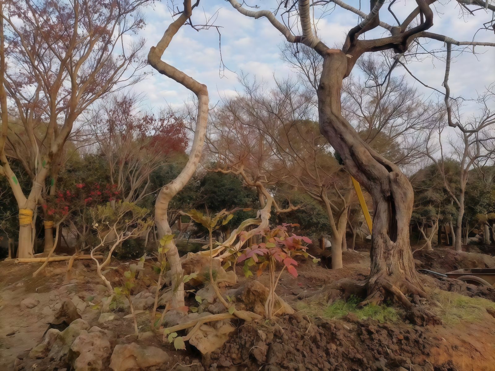 COTV全球直播-嵊州“大道之剪”张卫东专业栽培茶梅树、红枫村、红梅树等园林景观、盆景花卉等产品，及“大道之剪”上门提供各种园林景点花木的修剪和养护等服务，欢迎大家光临！