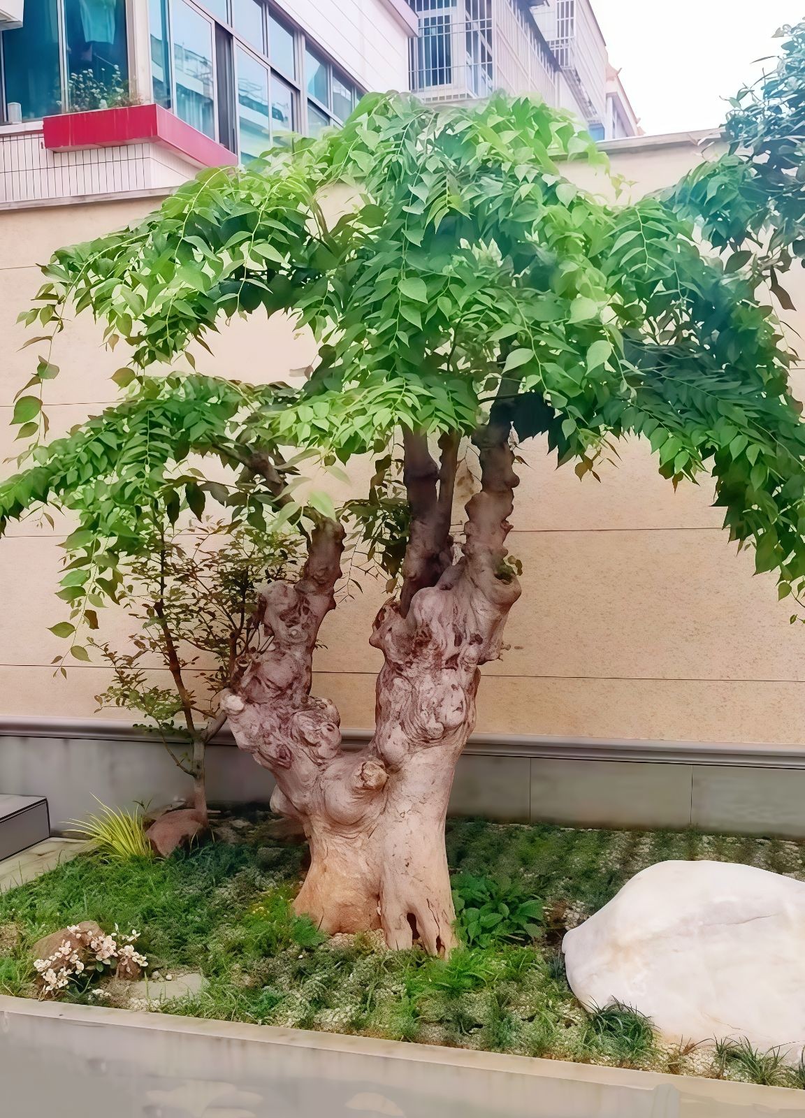 COTV全球直播-嵊州“大道之剪”张卫东专业栽培茶梅树、红枫村、红梅树等园林景观、盆景花卉等产品，及“大道之剪”上门提供各种园林景点花木的修剪和养护等服务，欢迎大家光临！