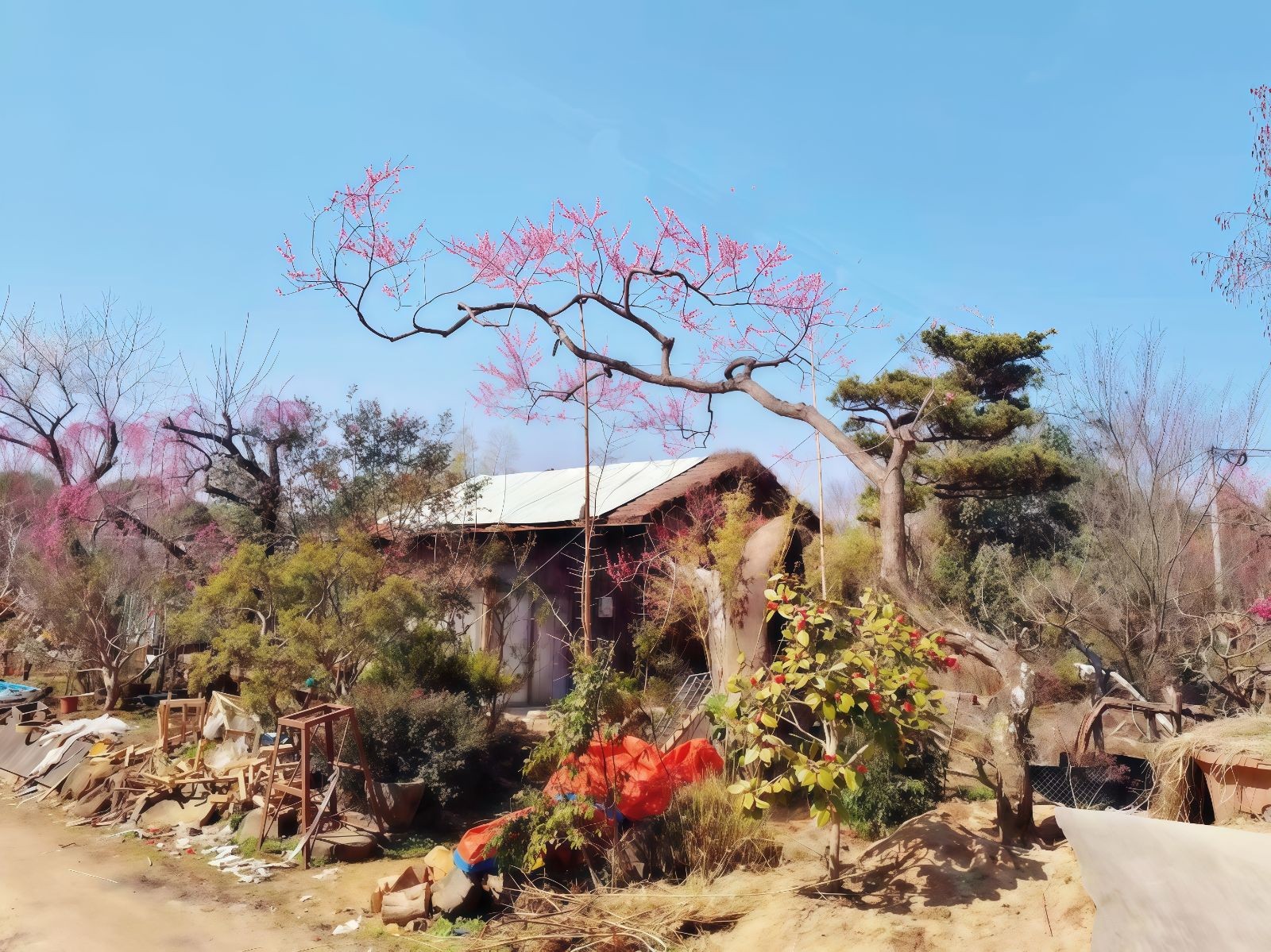 COTV全球直播-嵊州“大道之剪”张卫东专业栽培茶梅树、红枫村、红梅树等园林景观、盆景花卉等产品，及“大道之剪”上门提供各种园林景点花木的修剪和养护等服务，欢迎大家光临！