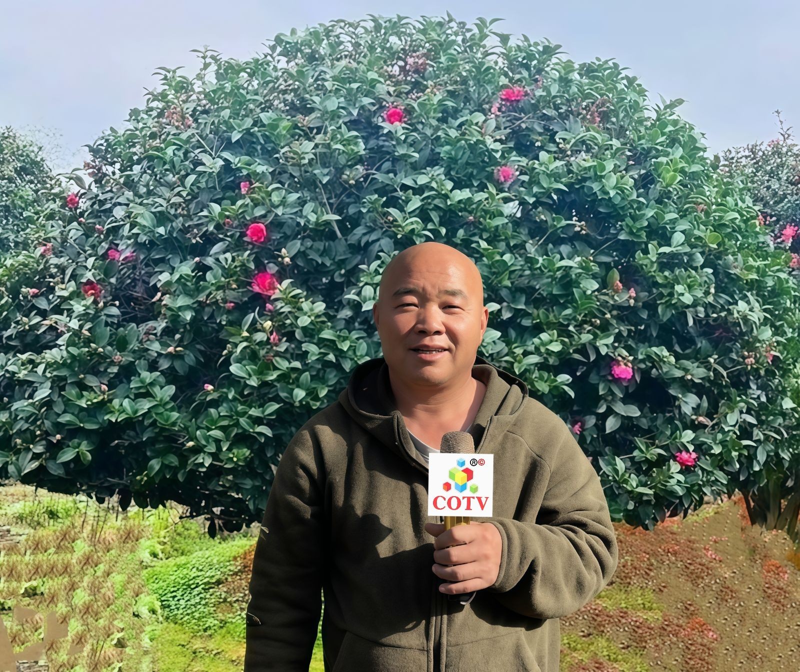 COTV全球直播-嵊州“大道之剪”张卫东专业栽培茶梅树、红枫村、红梅树等园林景观、盆景花卉等产品，及“大道之剪”上门提供各种园林景点花木的修剪和养护等服务，欢迎大家光临！