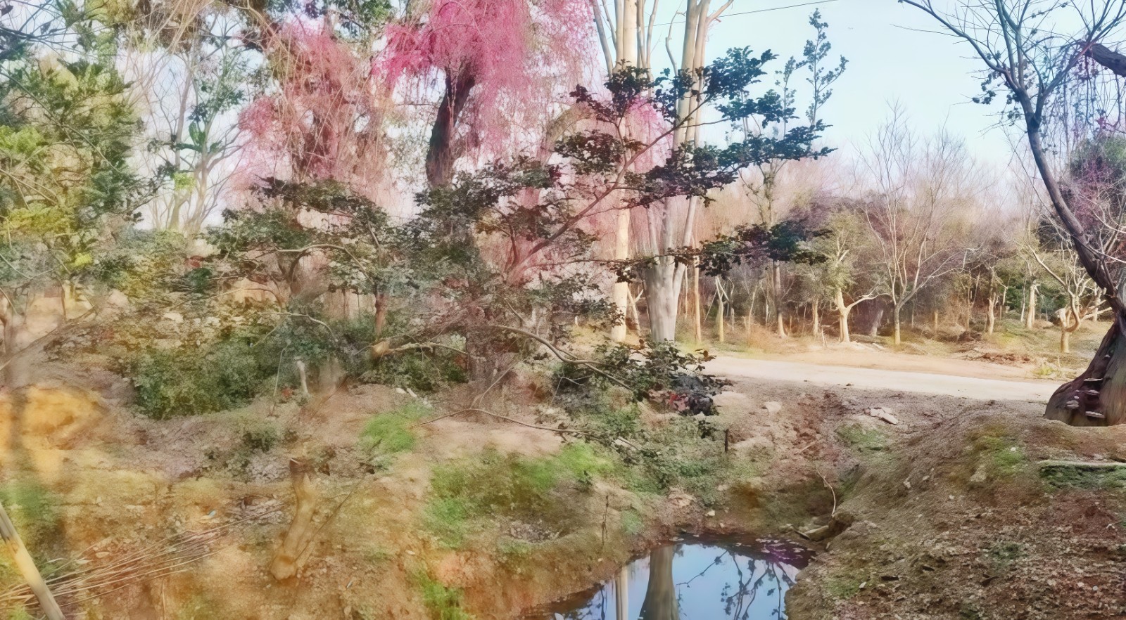 COTV全球直播-嵊州“大道之剪”张卫东专业栽培茶梅树、红枫村、红梅树等园林景观、盆景花卉等产品，及“大道之剪”上门提供各种园林景点花木的修剪和养护等服务，欢迎大家光临！