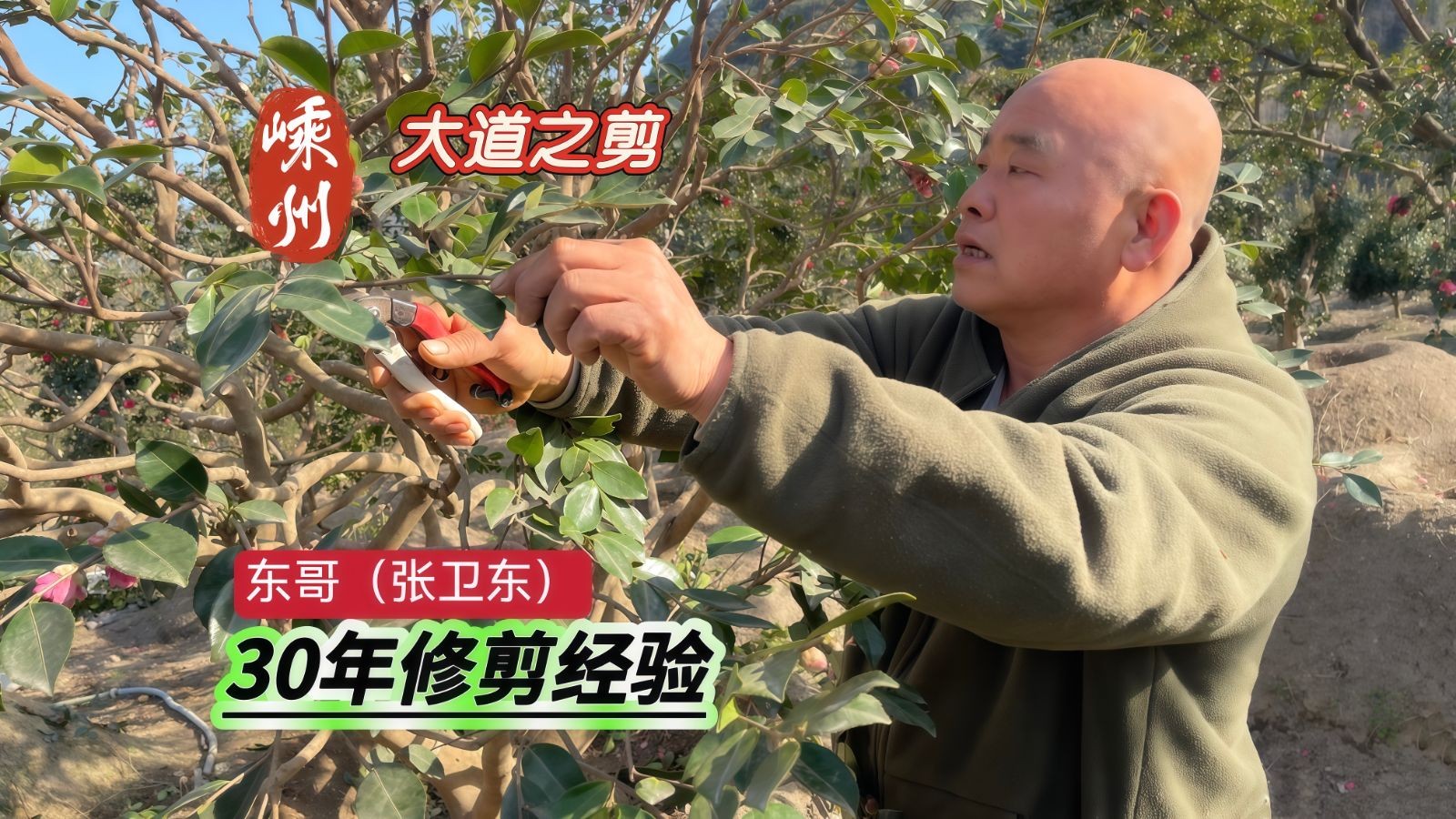 COTV全球直播-嵊州“大道之剪”张卫东专业栽培茶梅树、红枫村、红梅树等园林景观、盆景花卉等产品，及“大道之剪”上门提供各种园林景点花木的修剪和养护等服务，欢迎大家光临！