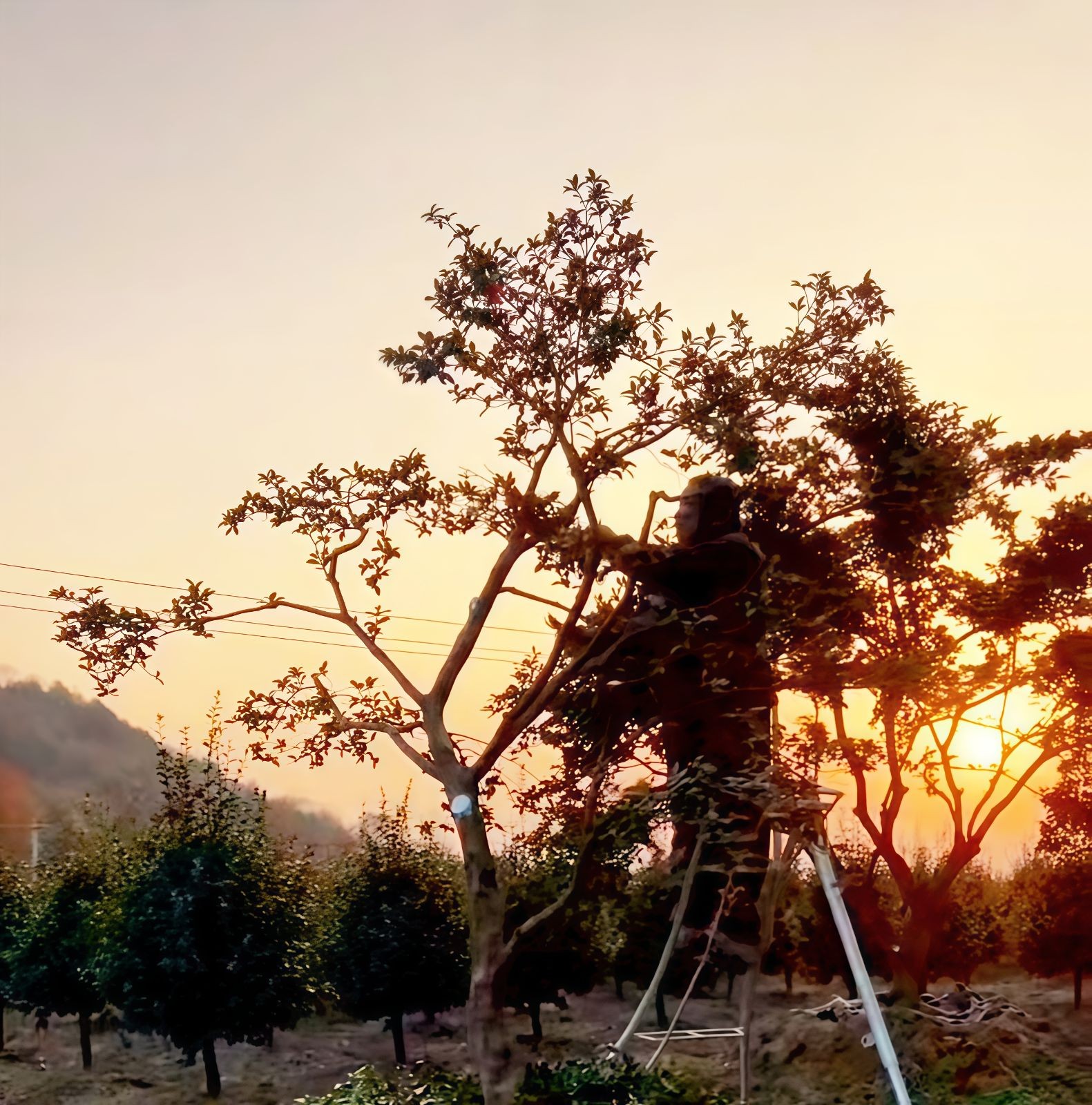 COTV全球直播-嵊州“大道之剪”张卫东专业栽培茶梅树、红枫村、红梅树等园林景观、盆景花卉等产品，及“大道之剪”上门提供各种园林景点花木的修剪和养护等服务，欢迎大家光临！