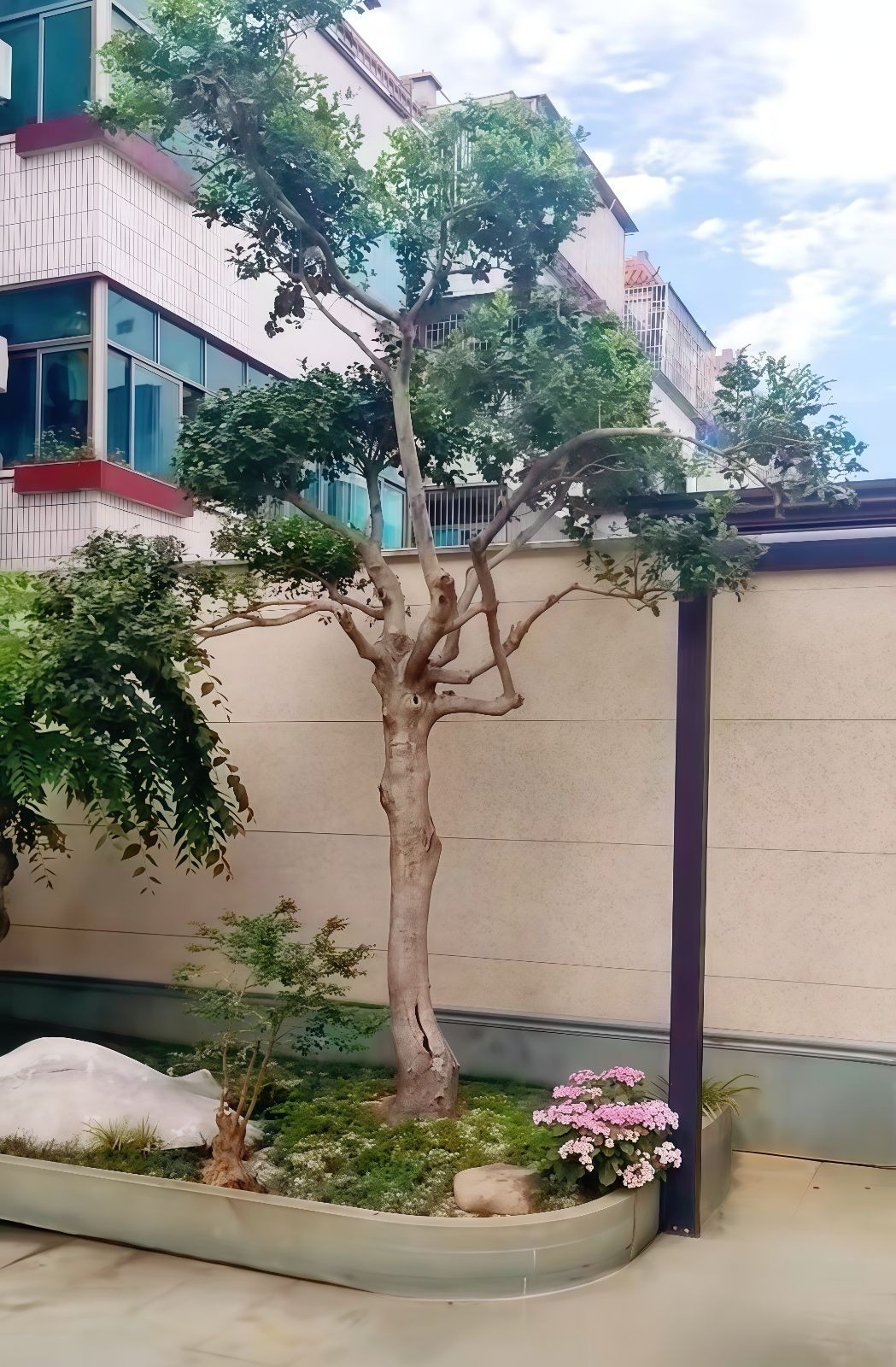 COTV全球直播-嵊州“大道之剪”张卫东专业栽培茶梅树、红枫村、红梅树等园林景观、盆景花卉等产品，及“大道之剪”上门提供各种园林景点花木的修剪和养护等服务，欢迎大家光临！