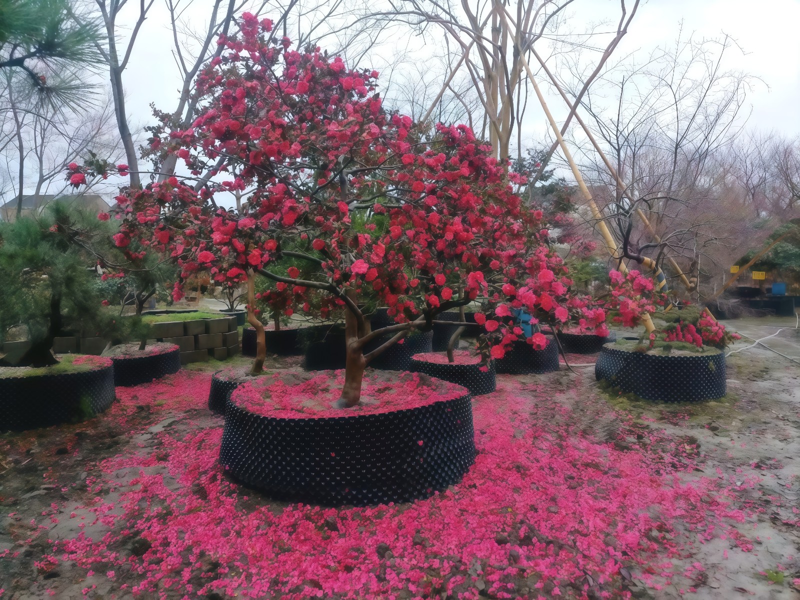 COTV全球直播-嵊州“大道之剪”张卫东专业栽培茶梅树、红枫村、红梅树等园林景观、盆景花卉等产品，及“大道之剪”上门提供各种园林景点花木的修剪和养护等服务，欢迎大家光临！