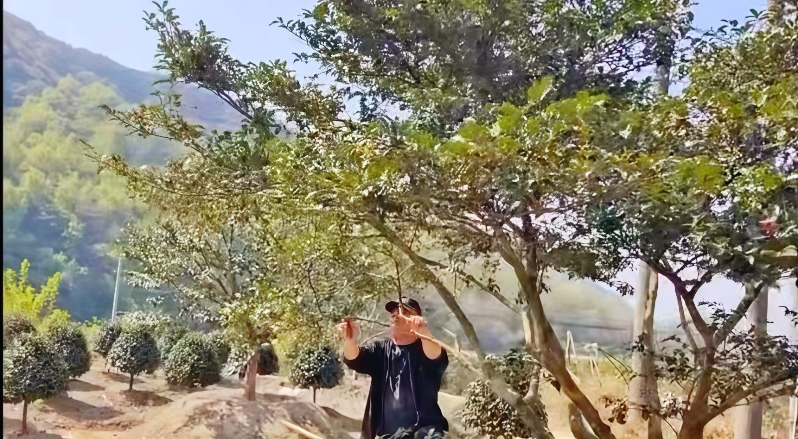 COTV全球直播-嵊州“大道之剪”张卫东专业栽培茶梅树、红枫村、红梅树等园林景观、盆景花卉等产品，及“大道之剪”上门提供各种园林景点花木的修剪和养护等服务，欢迎大家光临！