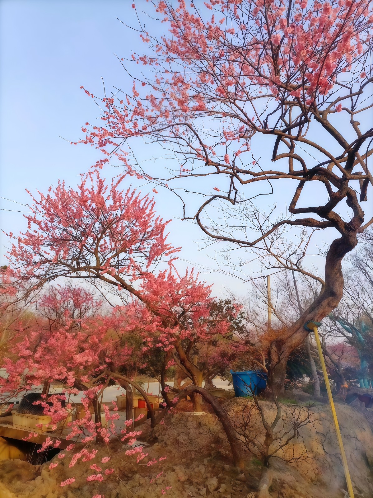 COTV全球直播-嵊州“大道之剪”张卫东专业栽培茶梅树、红枫村、红梅树等园林景观、盆景花卉等产品，及“大道之剪”上门提供各种园林景点花木的修剪和养护等服务，欢迎大家光临！