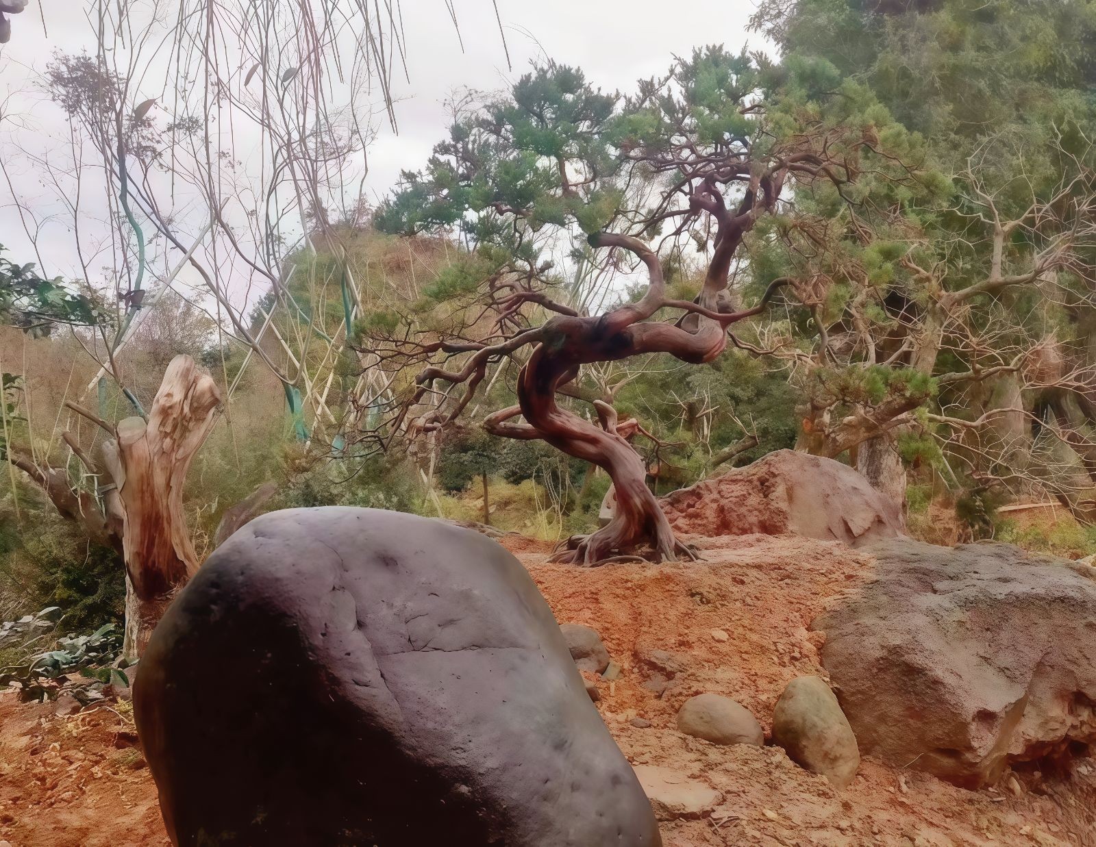 COTV全球直播-嵊州“大道之剪”张卫东专业栽培茶梅树、红枫村、红梅树等园林景观、盆景花卉等产品，及“大道之剪”上门提供各种园林景点花木的修剪和养护等服务，欢迎大家光临！