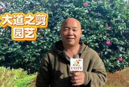 COTV全球直播-嵊州“大道之剪”张卫东专业栽培茶梅树、红枫村、红梅树等园林景观、盆景花卉等产品，及“大道之剪”上门提供各种园林景点花木的修剪和养护等服务，欢迎大家光临！