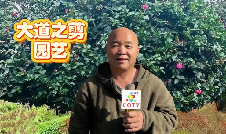 大号电视-嵊州“大道之剪”张卫东专业栽培茶梅树、红枫村、红梅树等园林景观、盆景花卉等产品，及“大道之剪”上门提供各种园林景点花木的修剪和养护等服务，欢迎大家光临！