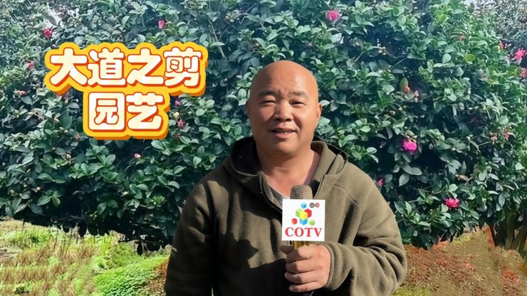 COTV全球直播-嵊州“大道之剪”张卫东专业栽培茶梅树、红枫村、红梅树等园林景观、盆景花卉等产品，及“大道之剪”上门提供各种园林景点花木的修剪和养护等服务，欢迎大家光临！