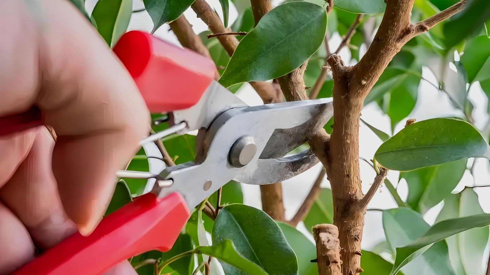 COTV全球直播-嵊州“大道之剪”张卫东专业栽培茶梅树、红枫村、红梅树等园林景观、盆景花卉等产品，及“大道之剪”上门提供各种园林景点花木的修剪和养护等服务，欢迎大家光临！