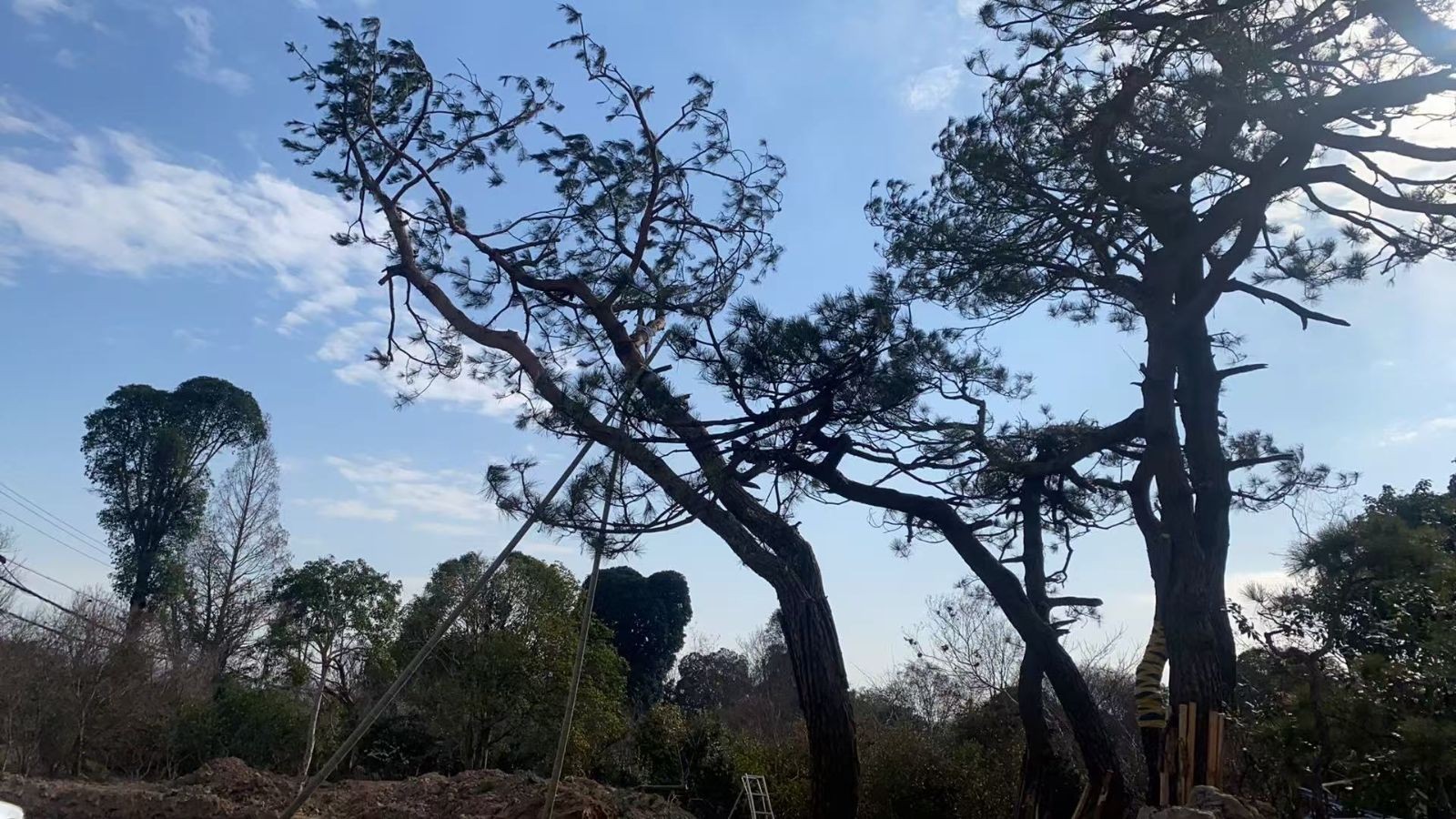 COTV全球直播-嵊州“大道之剪”张卫东专业栽培茶梅树、红枫村、红梅树等园林景观、盆景花卉等产品，及“大道之剪”上门提供各种园林景点花木的修剪和养护等服务，欢迎大家光临！