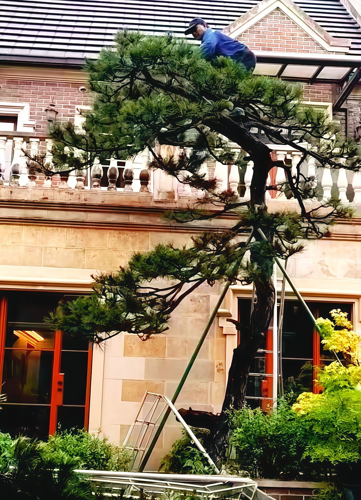 COTV全球直播-嵊州“大道之剪”张卫东专业栽培茶梅树、红枫村、红梅树等园林景观、盆景花卉等产品，及“大道之剪”上门提供各种园林景点花木的修剪和养护等服务，欢迎大家光临！