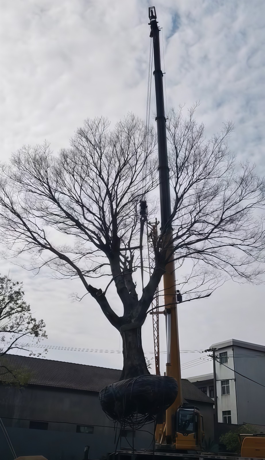 COTV全球直播-嵊州“大道之剪”张卫东专业栽培茶梅树、红枫村、红梅树等园林景观、盆景花卉等产品，及“大道之剪”上门提供各种园林景点花木的修剪和养护等服务，欢迎大家光临！