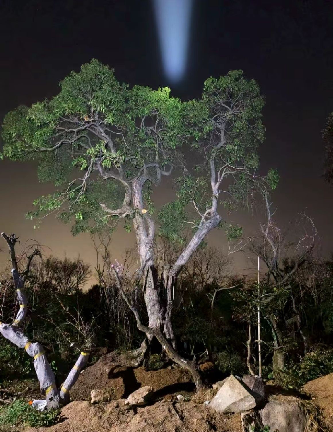 COTV全球直播-嵊州“大道之剪”张卫东专业栽培茶梅树、红枫村、红梅树等园林景观、盆景花卉等产品，及“大道之剪”上门提供各种园林景点花木的修剪和养护等服务，欢迎大家光临！