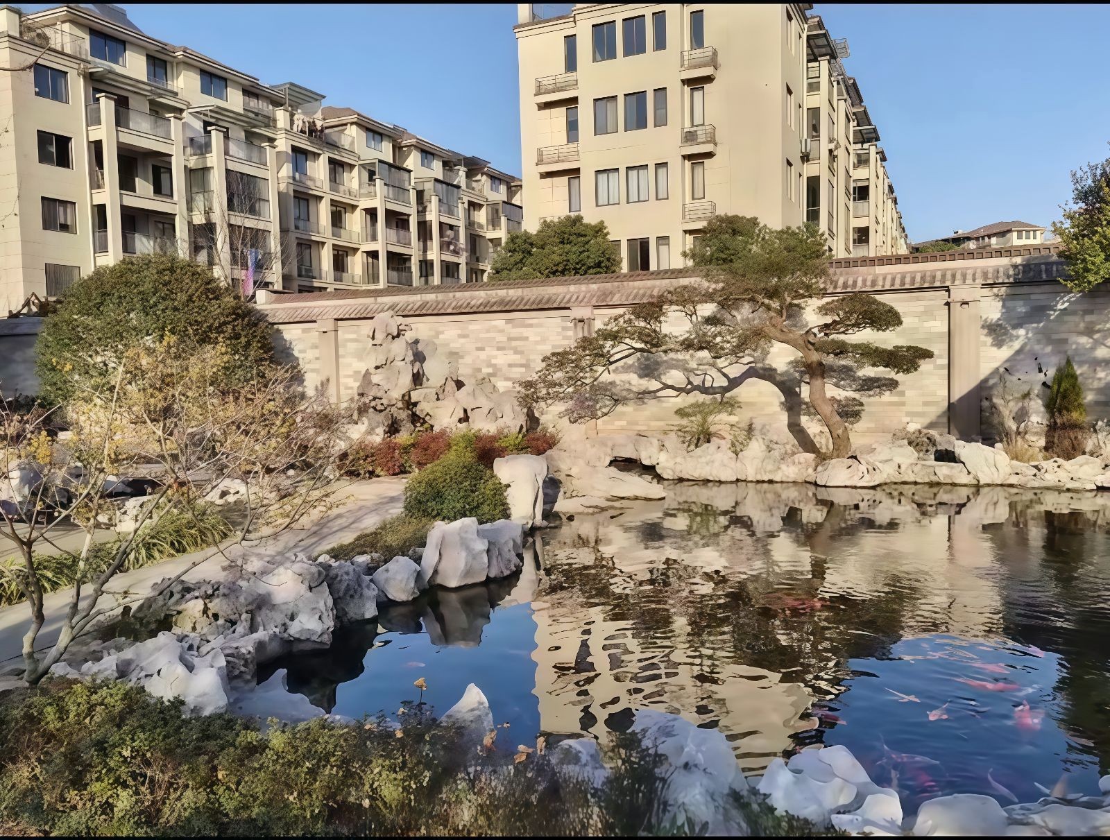 COTV全球直播-嵊州“大道之剪”张卫东专业栽培茶梅树、红枫村、红梅树等园林景观、盆景花卉等产品，及“大道之剪”上门提供各种园林景点花木的修剪和养护等服务，欢迎大家光临！