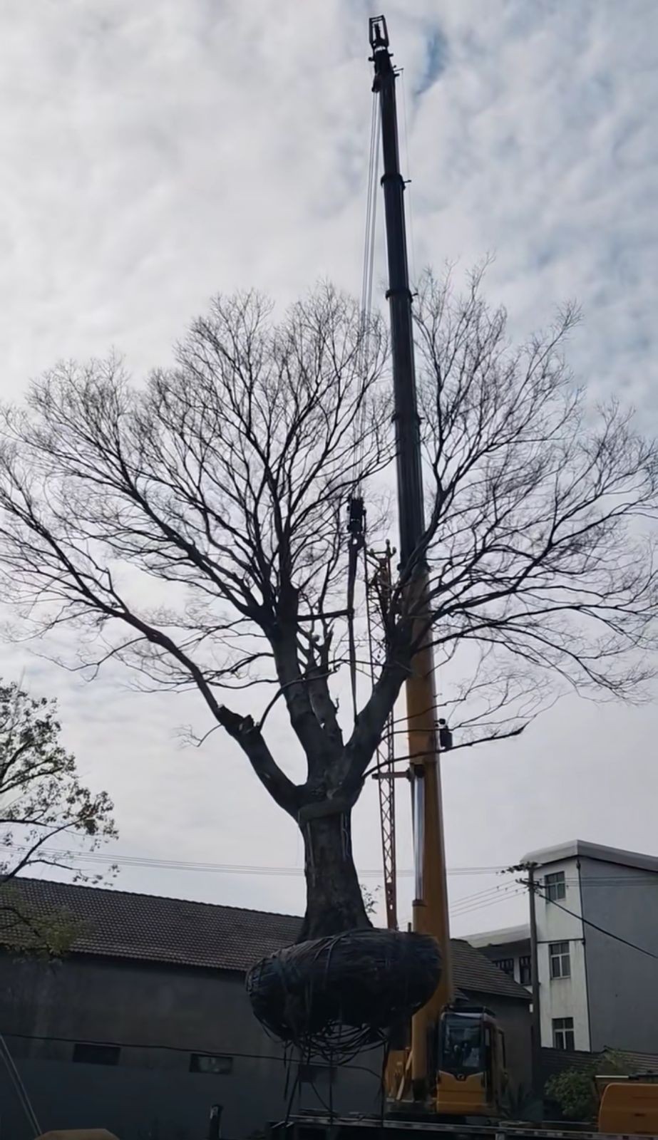 COTV全球直播-嵊州“大道之剪”张卫东专业栽培茶梅树、红枫村、红梅树等园林景观、盆景花卉等产品，及“大道之剪”上门提供各种园林景点花木的修剪和养护等服务，欢迎大家光临！