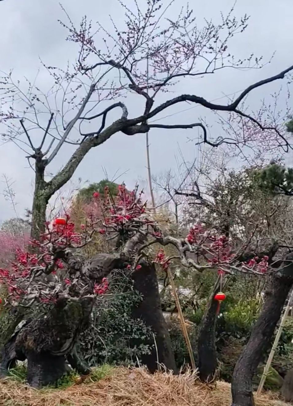 COTV全球直播-嵊州“大道之剪”张卫东专业栽培茶梅树、红枫村、红梅树等园林景观、盆景花卉等产品，及“大道之剪”上门提供各种园林景点花木的修剪和养护等服务，欢迎大家光临！