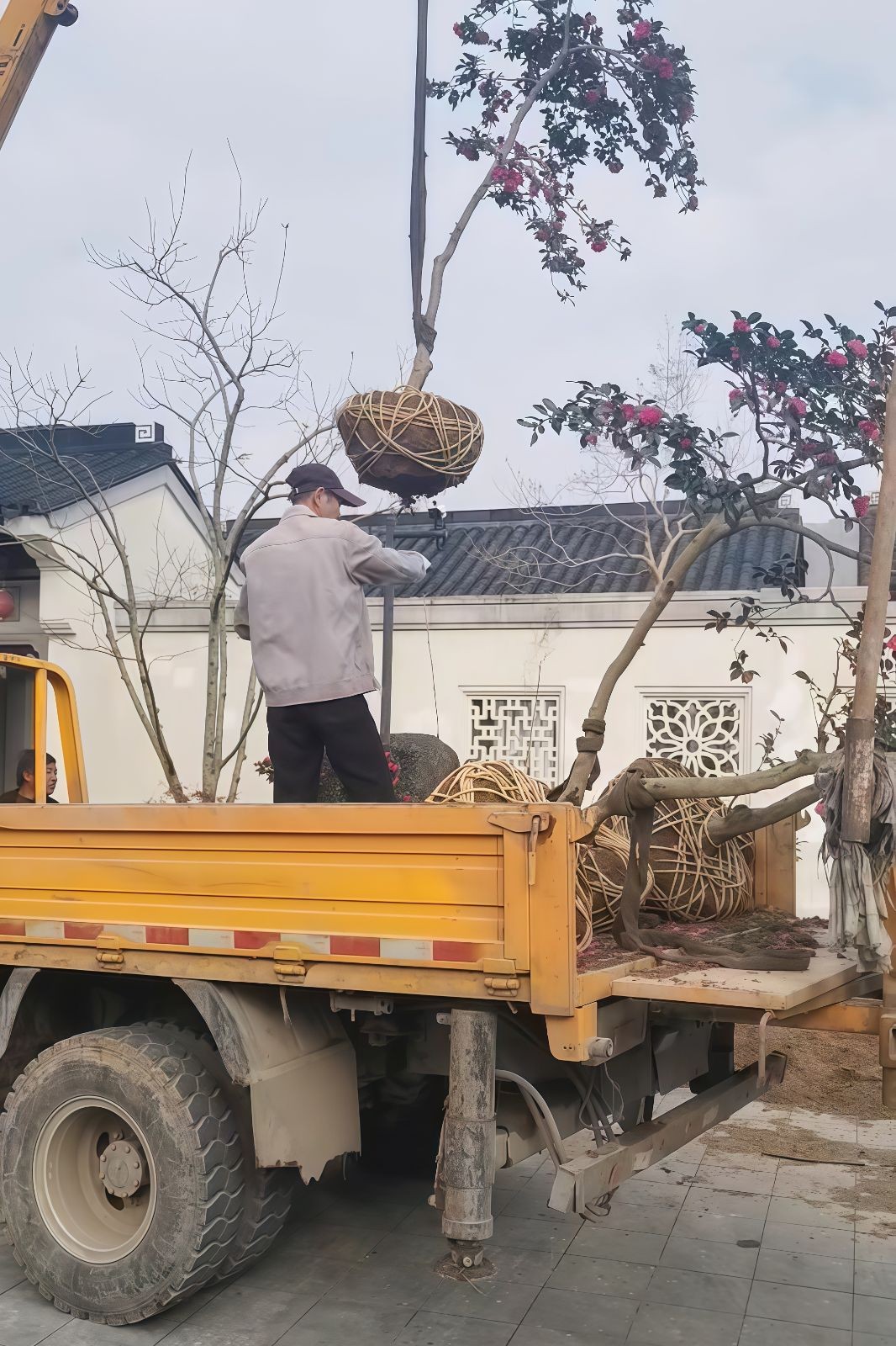 COTV全球直播-嵊州“大道之剪”张卫东专业栽培茶梅树、红枫村、红梅树等园林景观、盆景花卉等产品，及“大道之剪”上门提供各种园林景点花木的修剪和养护等服务，欢迎大家光临！