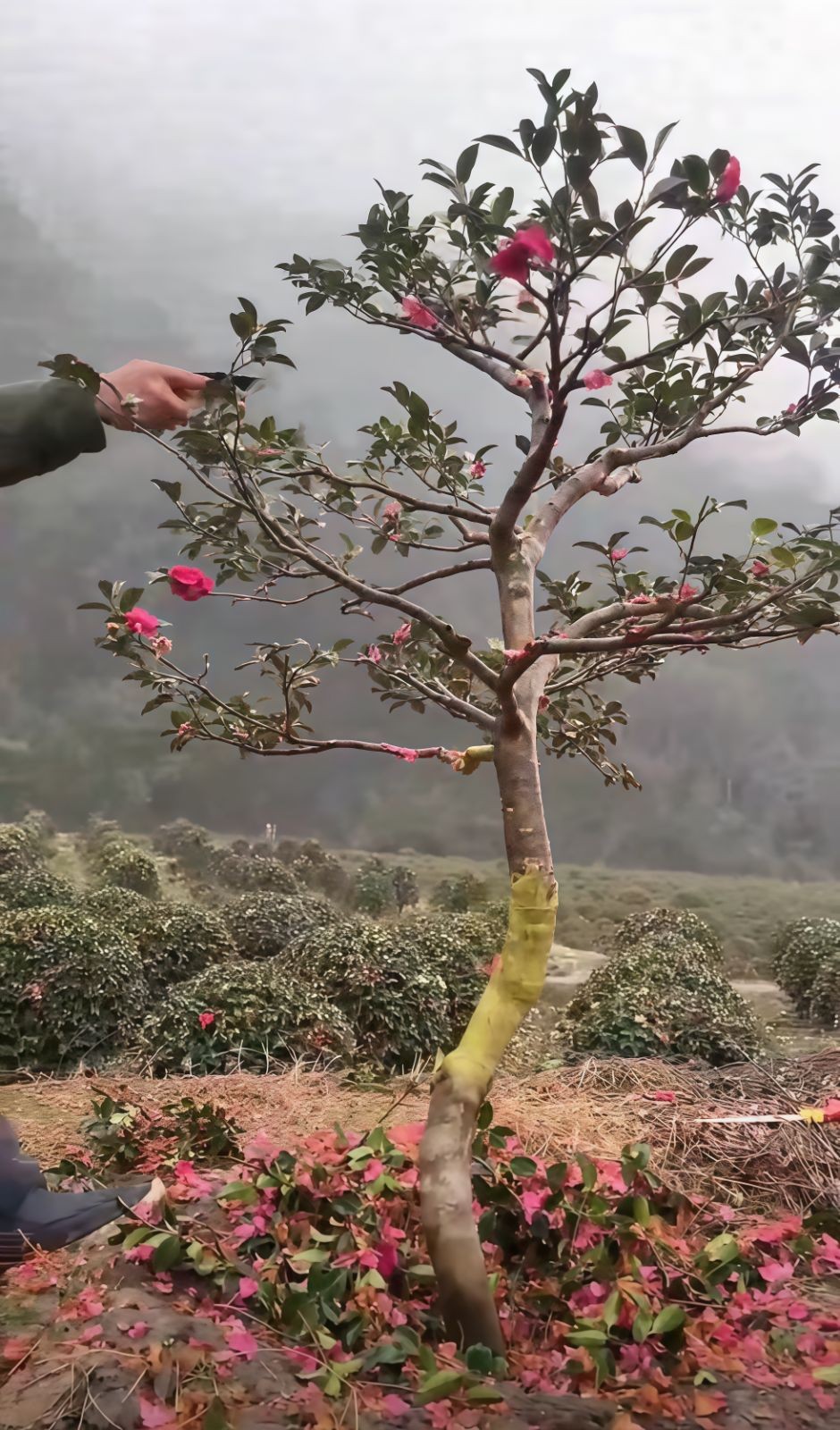 COTV全球直播-嵊州“大道之剪”张卫东专业栽培茶梅树、红枫村、红梅树等园林景观、盆景花卉等产品，及“大道之剪”上门提供各种园林景点花木的修剪和养护等服务，欢迎大家光临！