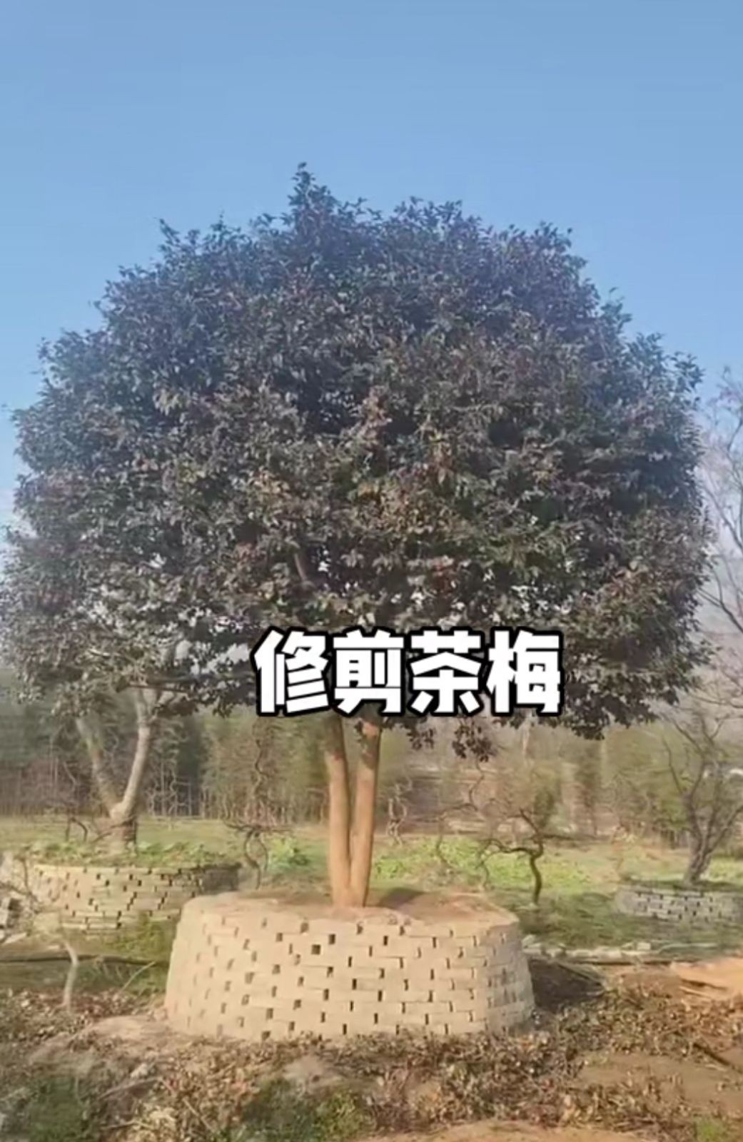 COTV全球直播-嵊州“大道之剪”张卫东专业栽培茶梅树、红枫村、红梅树等园林景观、盆景花卉等产品，及“大道之剪”上门提供各种园林景点花木的修剪和养护等服务，欢迎大家光临！