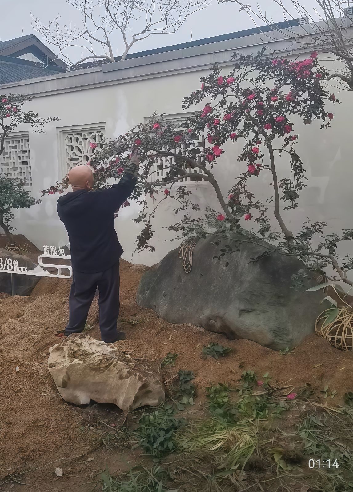 COTV全球直播-嵊州“大道之剪”张卫东专业栽培茶梅树、红枫村、红梅树等园林景观、盆景花卉等产品，及“大道之剪”上门提供各种园林景点花木的修剪和养护等服务，欢迎大家光临！