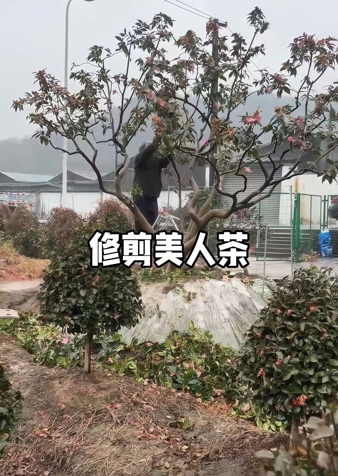 COTV全球直播-嵊州“大道之剪”张卫东专业栽培茶梅树、红枫村、红梅树等园林景观、盆景花卉等产品，及“大道之剪”上门提供各种园林景点花木的修剪和养护等服务，欢迎大家光临！