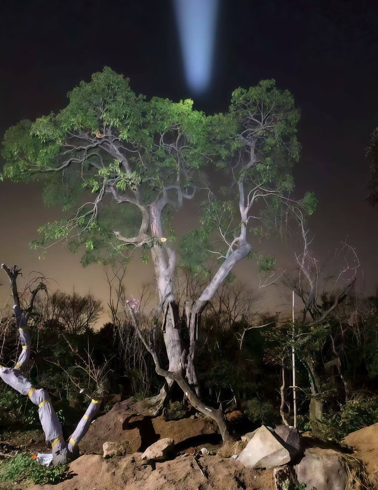 COTV全球直播-嵊州“大道之剪”张卫东专业栽培茶梅树、红枫村、红梅树等园林景观、盆景花卉等产品，及“大道之剪”上门提供各种园林景点花木的修剪和养护等服务，欢迎大家光临！