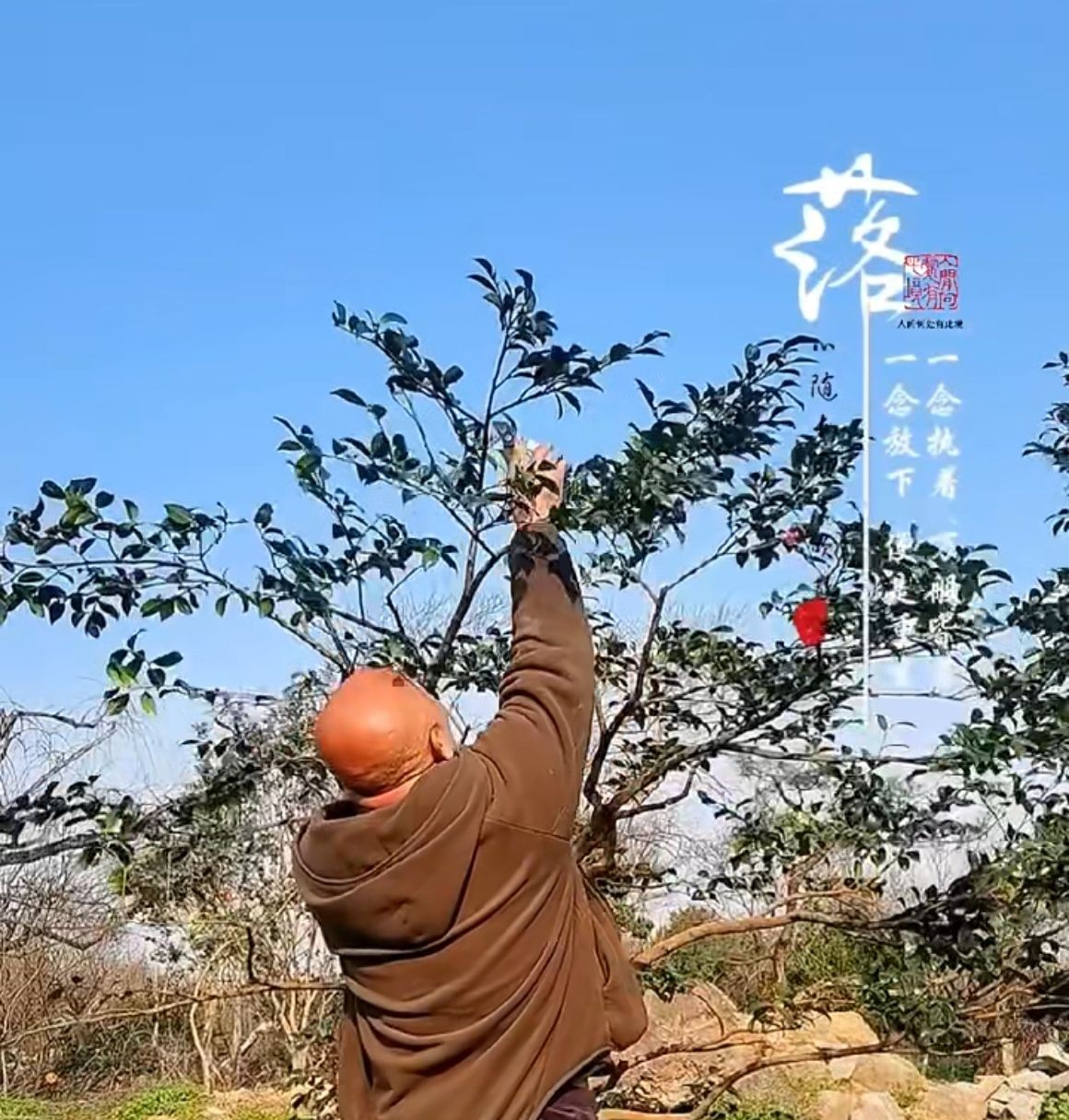 COTV全球直播-嵊州“大道之剪”张卫东专业栽培茶梅树、红枫村、红梅树等园林景观、盆景花卉等产品，及“大道之剪”上门提供各种园林景点花木的修剪和养护等服务，欢迎大家光临！