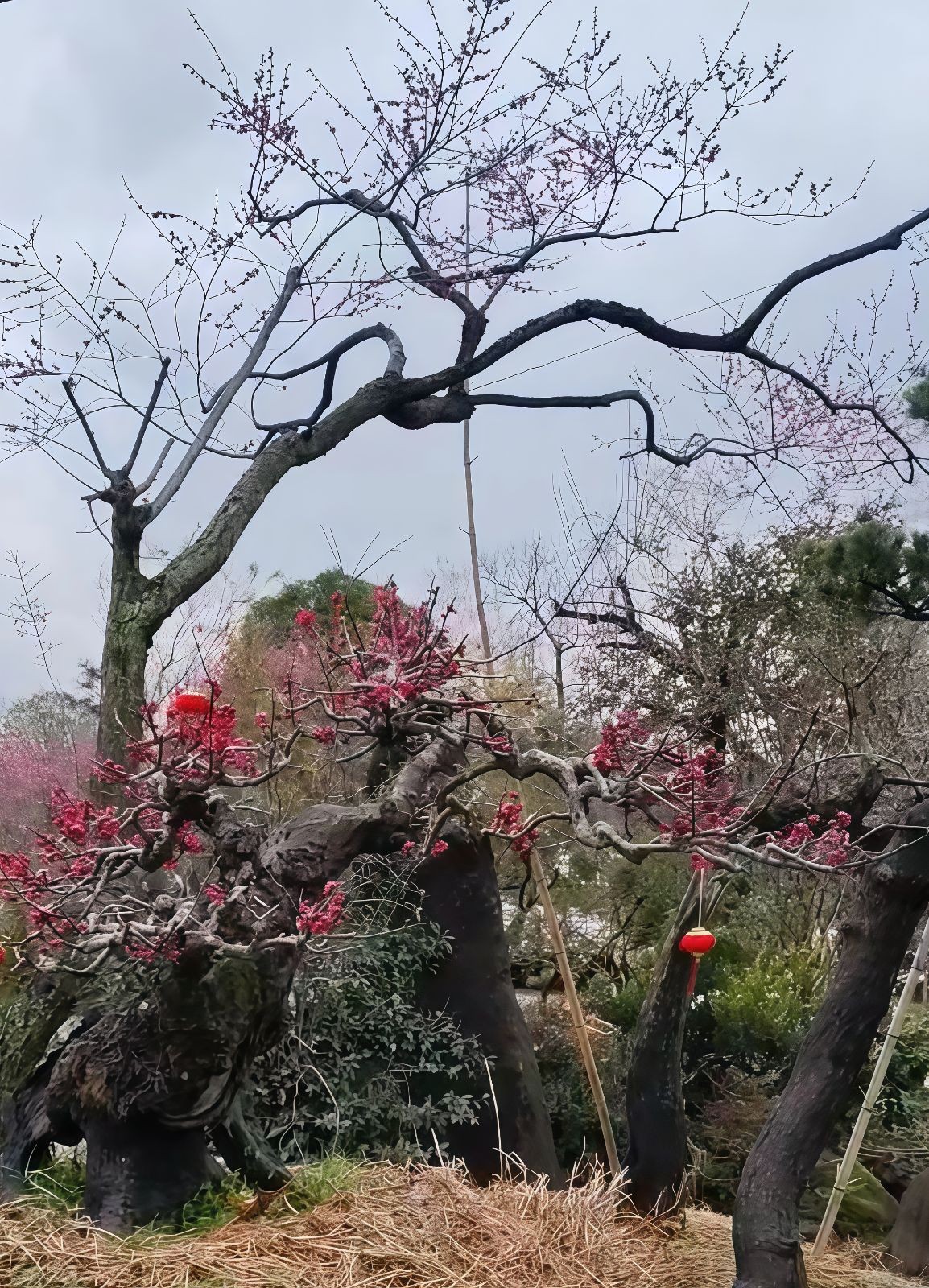 COTV全球直播-嵊州“大道之剪”张卫东专业栽培茶梅树、红枫村、红梅树等园林景观、盆景花卉等产品，及“大道之剪”上门提供各种园林景点花木的修剪和养护等服务，欢迎大家光临！