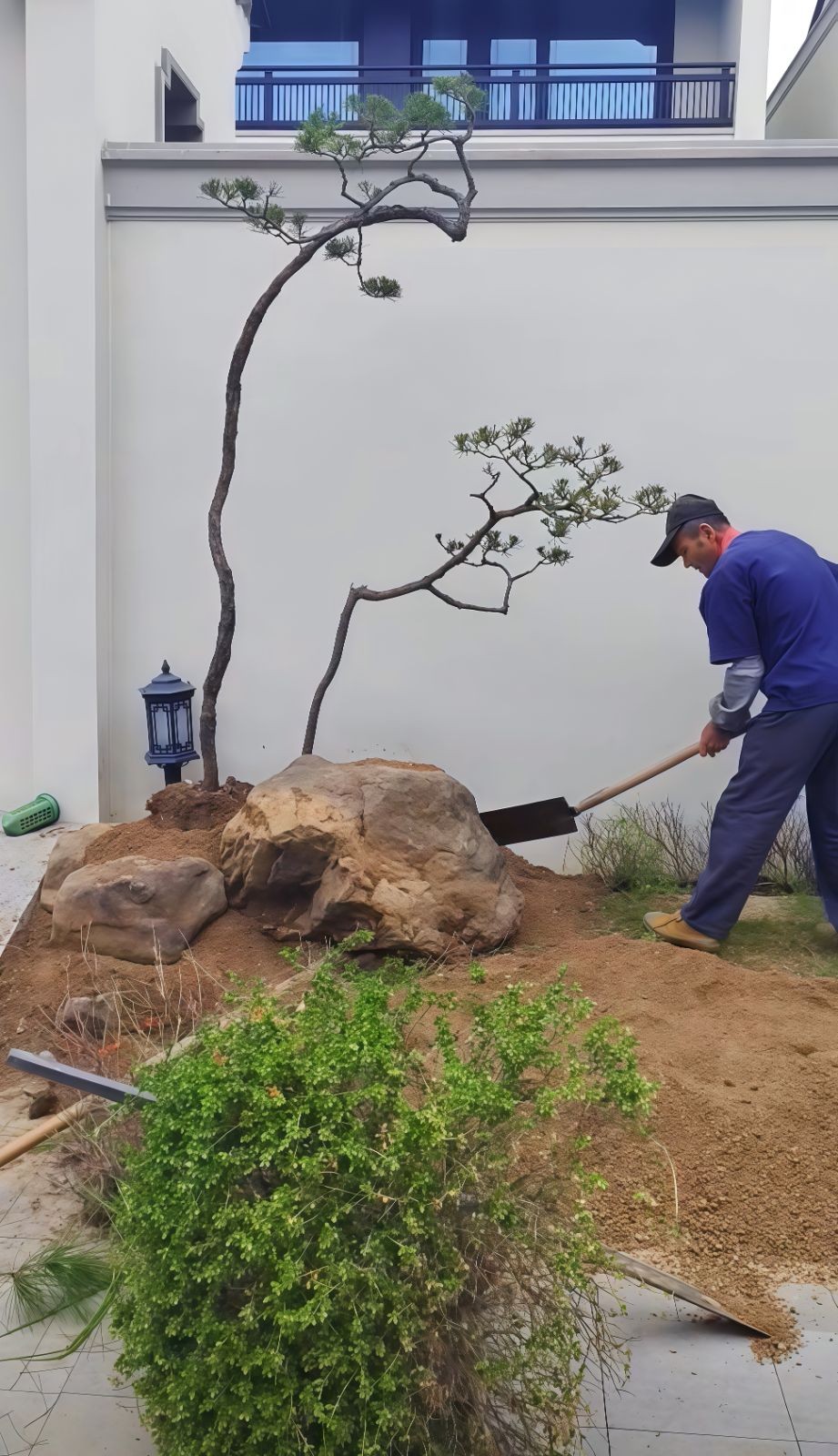 COTV全球直播-嵊州“大道之剪”张卫东专业栽培茶梅树、红枫村、红梅树等园林景观、盆景花卉等产品，及“大道之剪”上门提供各种园林景点花木的修剪和养护等服务，欢迎大家光临！