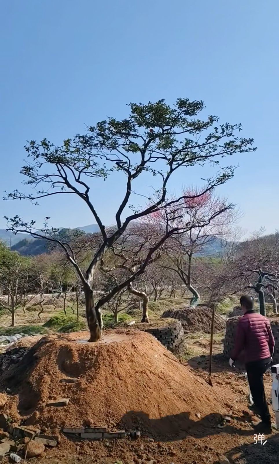 COTV全球直播-嵊州“大道之剪”张卫东专业栽培茶梅树、红枫村、红梅树等园林景观、盆景花卉等产品，及“大道之剪”上门提供各种园林景点花木的修剪和养护等服务，欢迎大家光临！