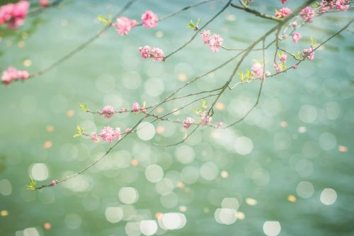 武地·融创滨湖湾｜打卡真正的春天，这片湖不容错过！