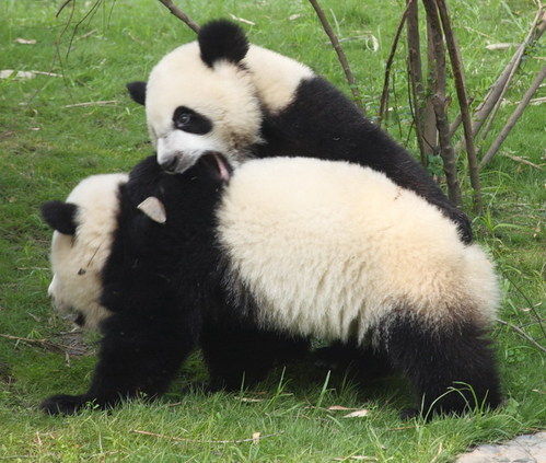 大熊猫暴力的一面