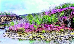 呼伦贝尔红杜鹃满山遍野