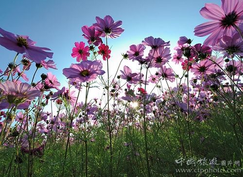 波斯菊花海