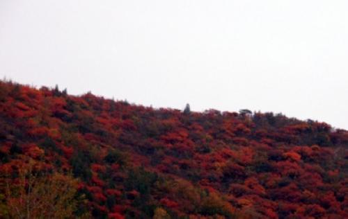 红叶满山