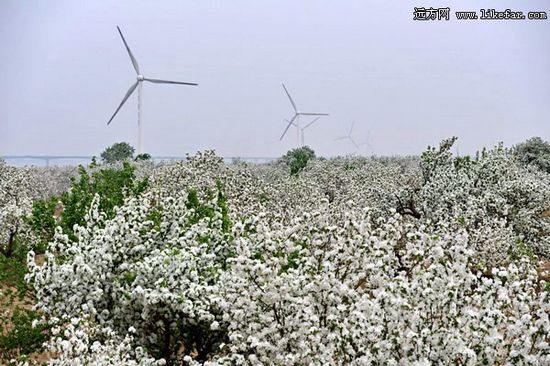 茫茫花海与远处风车相映成趣 作者：李志明