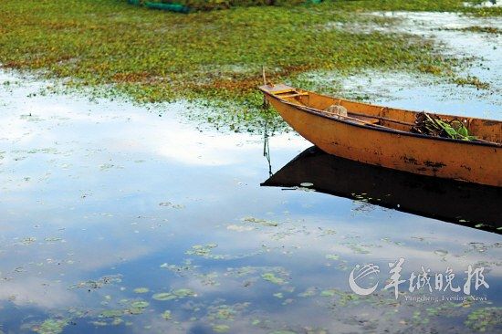 洱海漂浮着细细的水草