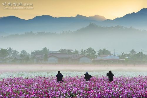 捕捉精彩花海美景