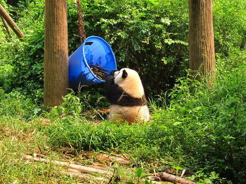 大熊猫在吃竹子