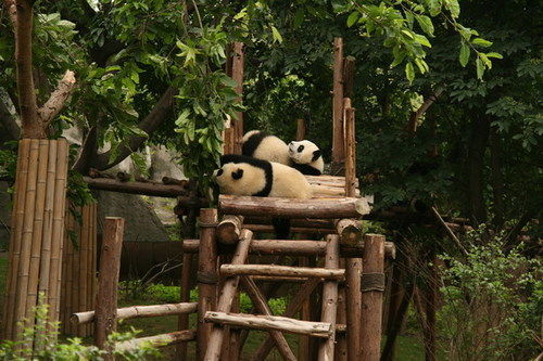 慵懒的大熊猫们