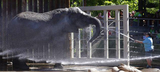 洒水降温:盐湖城动物园接收到高温预警后给动物们洒水防暑。