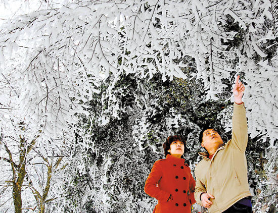 江西庐山小天池景区，雪后出现了雨凇和雾凇美景 　　胡国林 摄